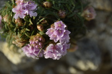 Fleurs mauves violettes