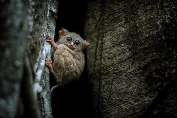  Spectral Tarsier, Tarsius spectrum, portrait of rare endemic nocturnal mammals, small cute primate in large ficus tree in jungle, Tangkoko National Park, Sulawesi, Indonesia, Asia © Ji
