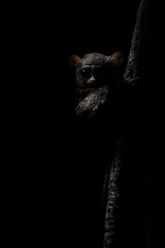 Spectral Tarsier, Tarsius spectrum, portrait of rare endemic nocturnal mammals, small cute primate in large ficus tree in jungle, Tangkoko National Park, Sulawesi, Indonesia, Asia
