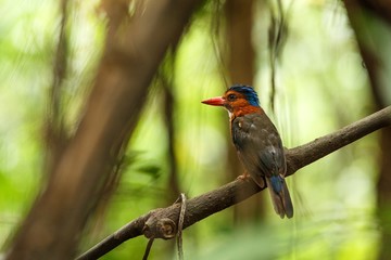 The green-backed kingfisher perches on a branch in indonesian jungle,family Alcedinidae, endemic species to Indonesia, Exotic birding in Asia, Tangkoko, Sulawesi, beautiful colorful bird