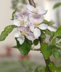 pommier en fleurs au printemps 