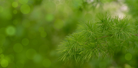 Blurred image of a green plant - the background for writing text.