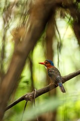 The green-backed kingfisher perches on a branch in indonesian jungle,family Alcedinidae, endemic species to Indonesia, Exotic birding in Asia, Tangkoko, Sulawesi, beautiful colorful bird
