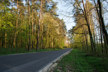 Asphalt road through the forest backlit by the sun