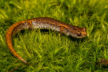 Four-toed Salamander (Hemidactylium scutatum)