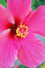 closeup of pink flower