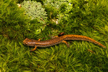 Four-toed Salamander (Hemidactylium scutatum)