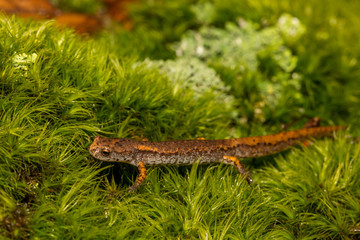 Four-toed Salamander (Hemidactylium scutatum)