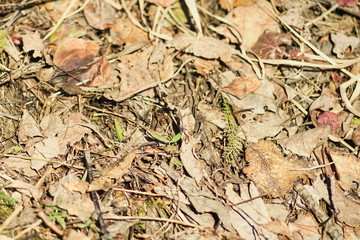 Von. Green grass in the spring emerges from under the old foliage