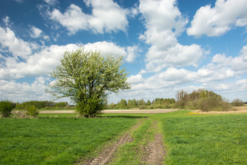 Fototapeta na wymiar Road in the meadow and a large blooming bush, horizon and white clouds on a blue sky