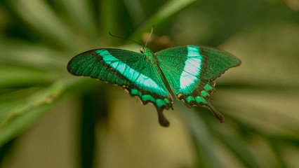 Large Green butterfly