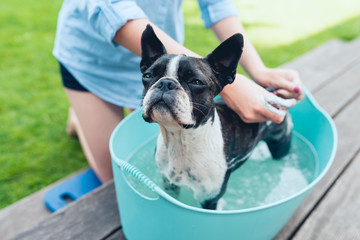 kids wash boston terrier puppy in blue basin  in summer garden on a wooden terrace