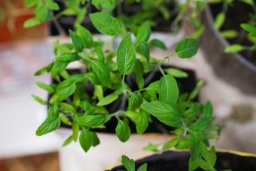 Small pepper Plant leafs close up. Srlrctive focus. Home gardening concept