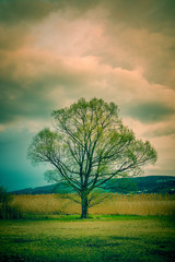 Obraz premium Europe Switzerland Greifensee Landscape Misty Tree