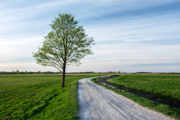 Fototapeta na wymiar Rural road through green meadows and lonely big tree