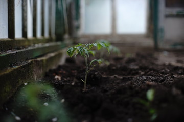 young tomato plant grows in a greenhouse