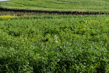 Fototapeta na wymiar green chickpea field in continental climate,