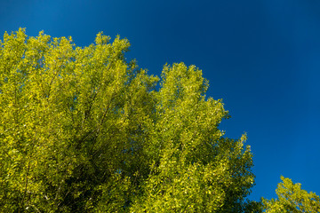 blue sky, poplar trees and yellowed leaves