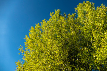 blue sky, poplar trees and yellowed leaves