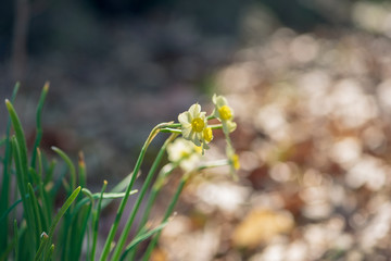 Tiny daffodil flowers in the Spring sun