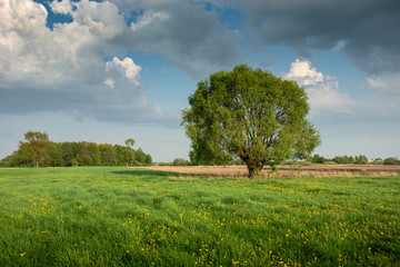 Large willow tree growing on a green meadow