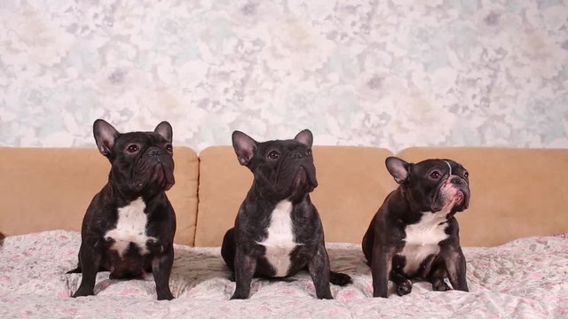 Portrait of three adorable french bulldog looking in one direction.