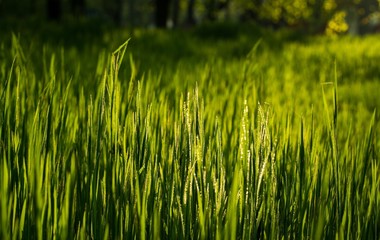green grass in the wind