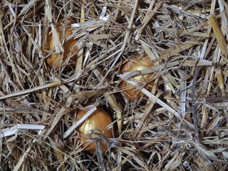 Easter - three golden eggs hidden in the hay