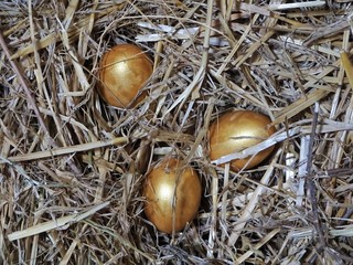 Easter - three golden eggs hidden in the hay