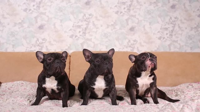Portrait of three adorable french bulldog looking in one direction.