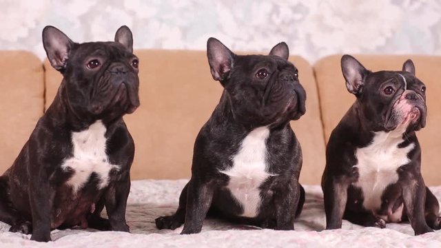 Portrait of three adorable french bulldog looking in one direction.