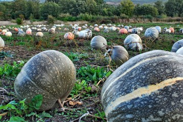Fototapeta na wymiar Colorful pumpkins field