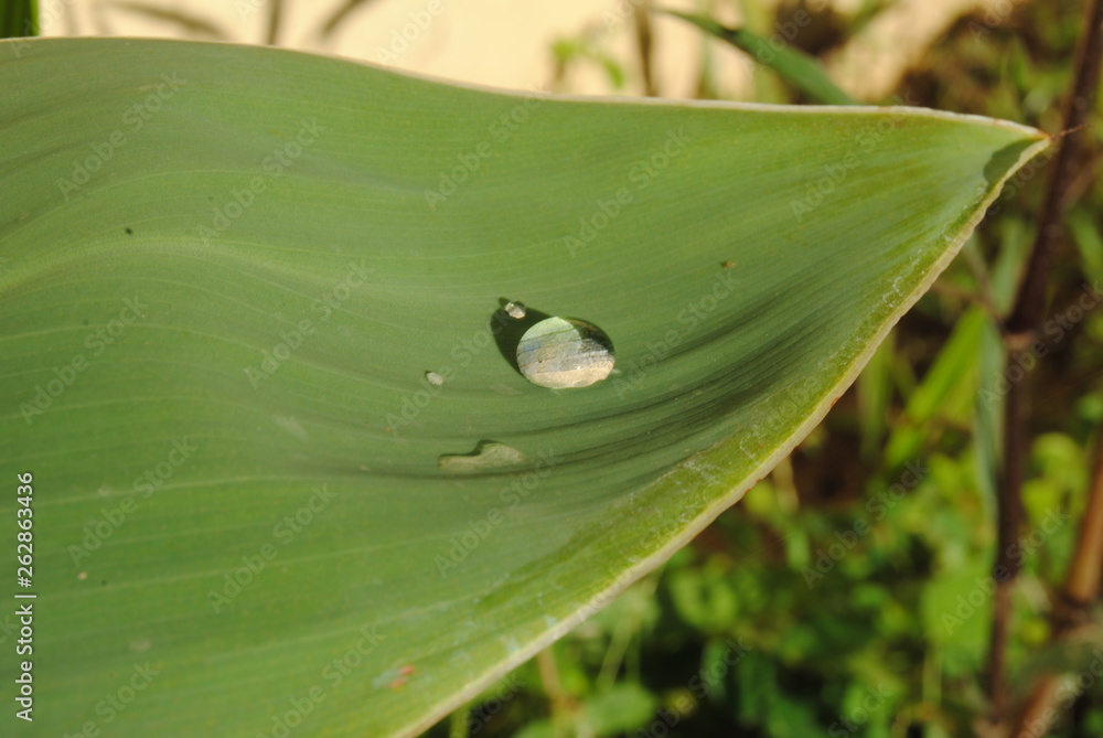 Wall mural leaf with drops of water on green background