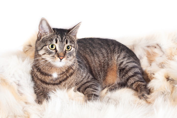 Obraz premium Dorosły piękny kot w paski, leżąc na futrzanym dywanie. na białym tle