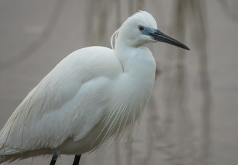 egret on lake