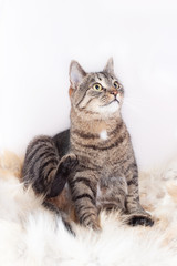 beautiful striped cat sits on a fur rug and looks up. isolated on white background