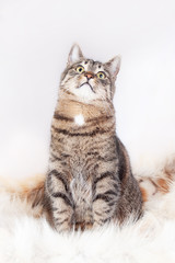 beautiful striped cat sits on a fur rug and looks up. isolated on white background