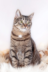 Adult beautiful tabby cat sitting on a fur rug. isolated on white background