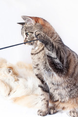 beautiful tabby cat playing with a stick, on a fur rug. isolated on white background