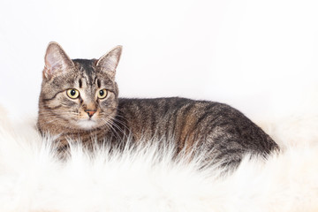 Adult beautiful striped cat lying on a fur rug. isolated on white background