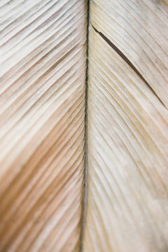 Dried curly leaf of palm