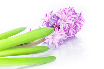 stylish, beautiful flowers on a white background