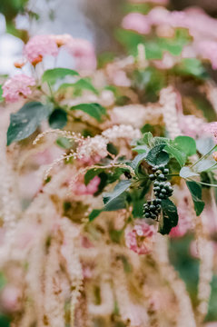 Closeup of berries and flowers