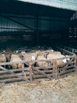 Penned sheep in a barn. Devon, UK.