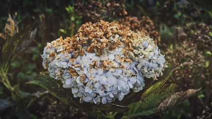 theflower_03