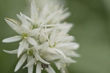 Ramson white flowers 