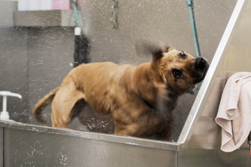 Dog Having a Bath at a Pet Salon