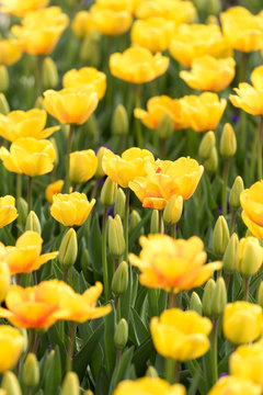Bright yellow flowers growing
