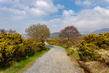 un chemin passe entre deux arbres et des couleurs printani&egrave;res