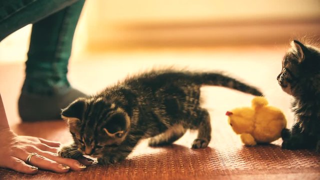 Baby kitten play with person fingers on the floor